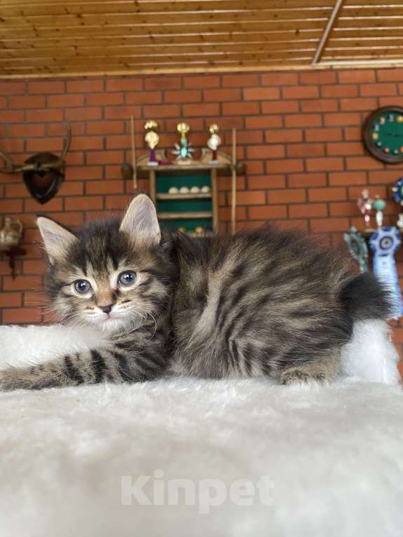 Кошки в Москве: Курильский бобтейл девочка Девочка, 40 000 руб. - фото 4