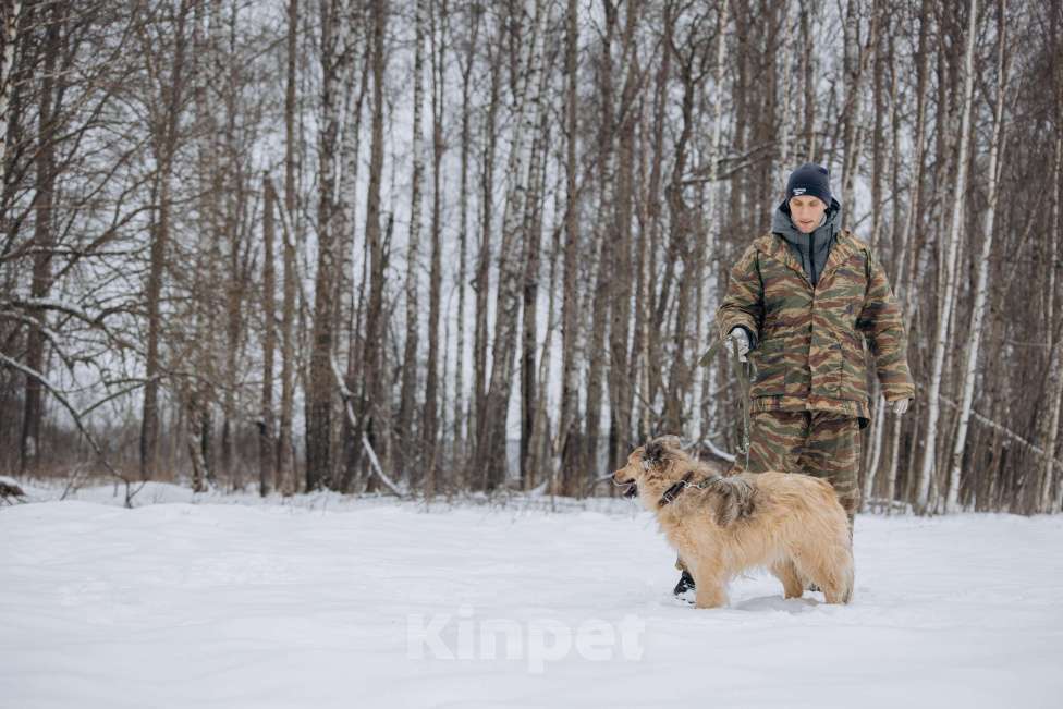 Собаки в Москве: Ласковый мальчик в добрые руки! Мальчик, Бесплатно - фото 5