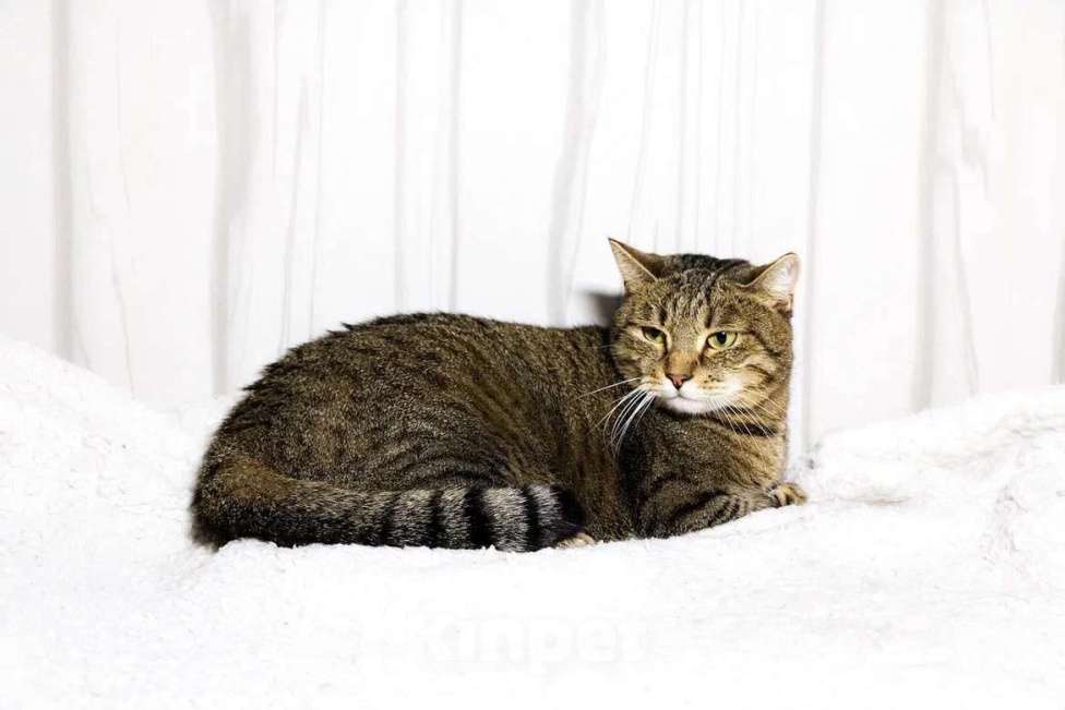 Кошки в Красноармейске: Кошечка Милка ищет дом! Девочка, Бесплатно - фото 6