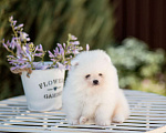 Собаки в Пензе: Шикарный белый мальчик шпиц Мальчик, 45 000 руб. - фото 3