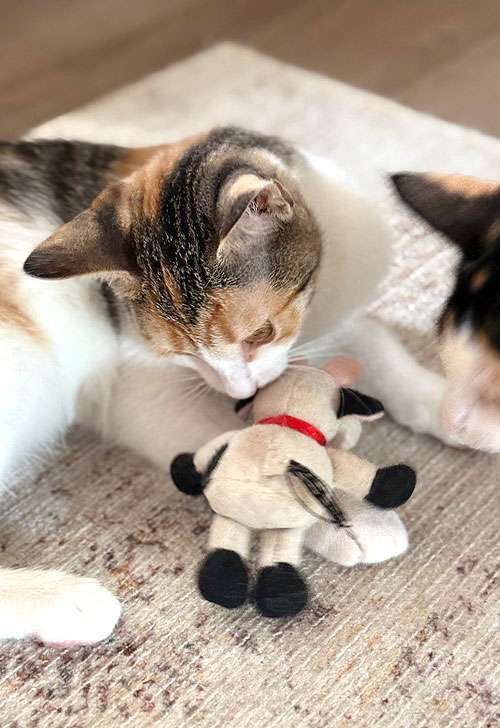 Кошки в Санкт-Петербурге: Кошечка Зося, трехцветное счастье ищет дом Девочка, 10 руб. - фото 7