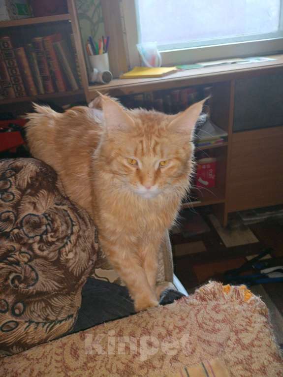 Кошки в Нижнем Новгороде: Котята мейкун Девочка, Бесплатно - фото 2
