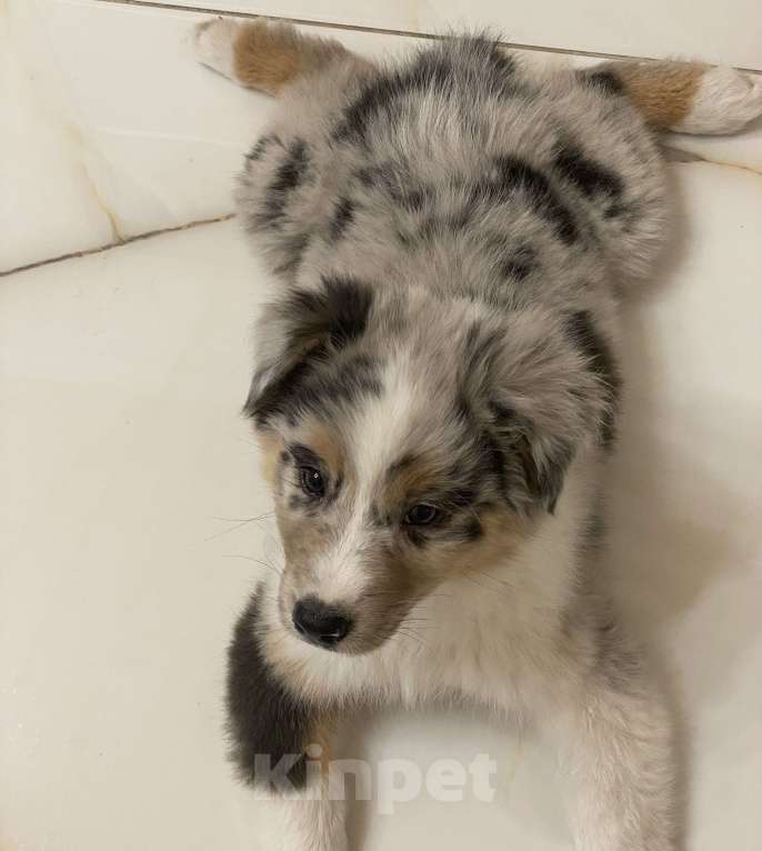 Собаки в Новокузнецке: Аусси Мальчик, 60 000 руб. - фото 4