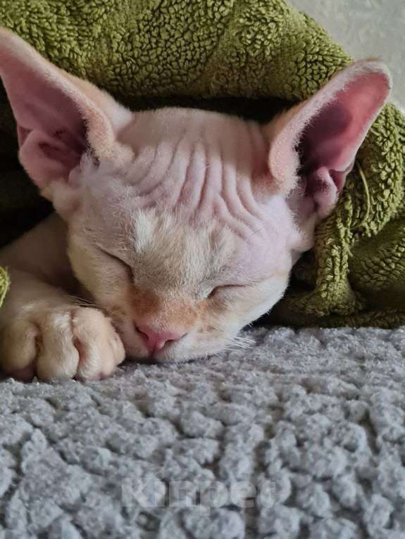 Кошки в Донецке: Продам котёнка породы Девон-рекс Мальчик, 50 000 руб. - фото 2