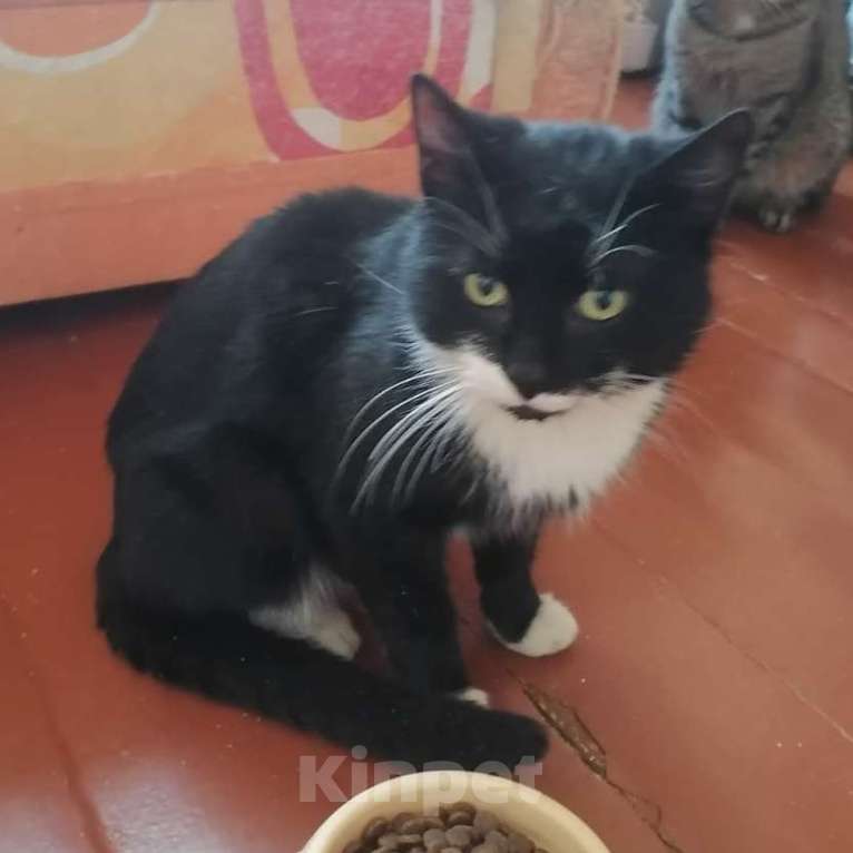 Кошки в Санкт-Петербурге: Маркиз из приюта в добрые руки Мальчик, Бесплатно - фото 7