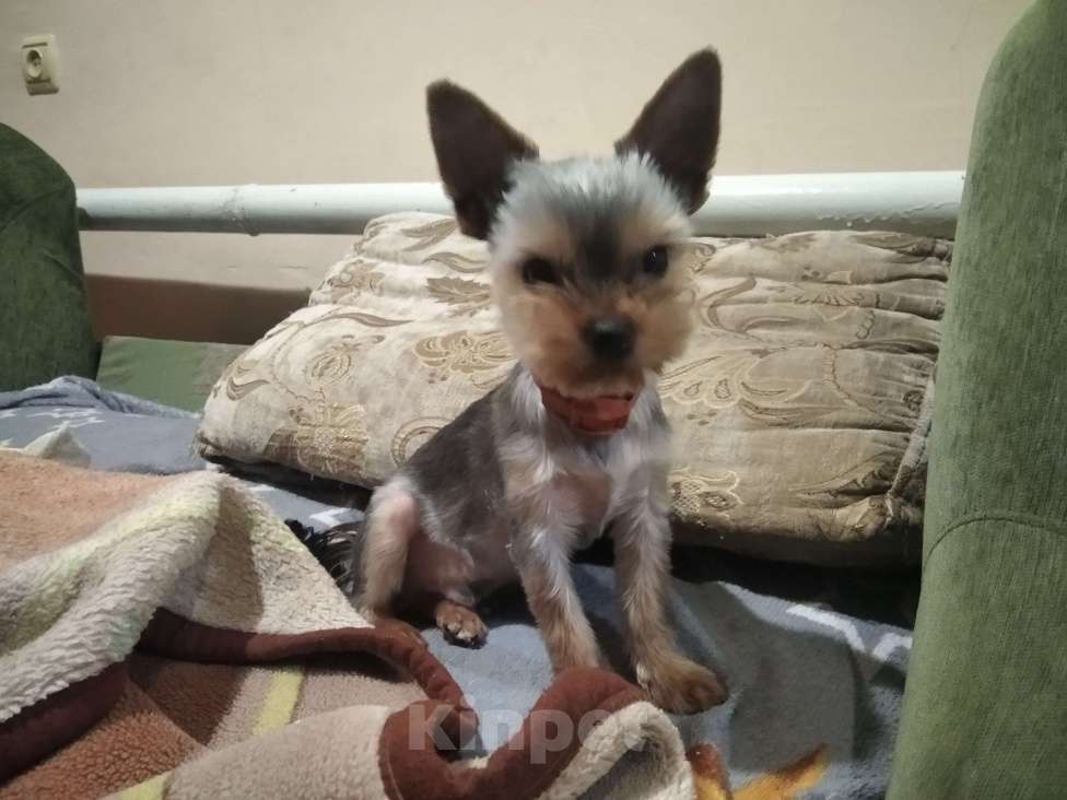 Собаки в других городах Тульской области: Йоркширский терьер Мальчик, 15 000 руб. - фото 1