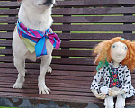 Собаки в Москве: Малыш Кекс - Нужен дом Мальчик, Бесплатно - фото 3