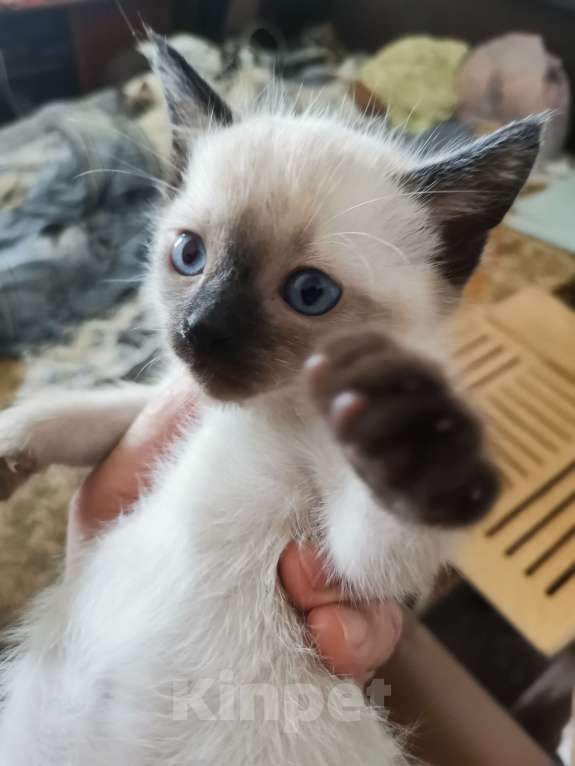 Кошки в Санкт-Петербурге: Тайские котята спб Мальчик, 4 000 руб. - фото 4