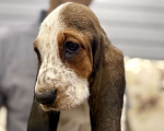 Собаки в Санкт-Петербурге: Бассет-хаунд щенки с родословной  Девочка, 45 000 руб. - фото 4