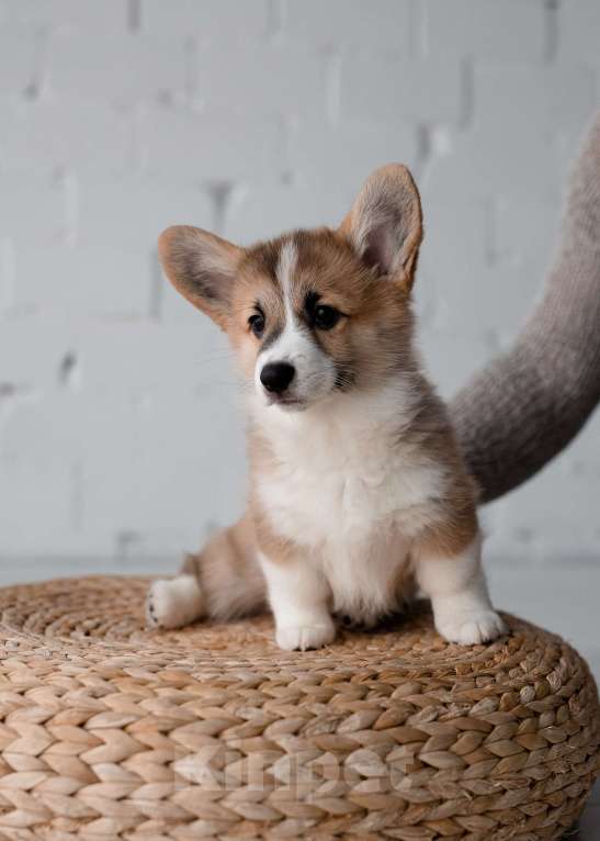 Собаки в Саратове: Щенки вельш-корги пемброк Мальчик, Бесплатно - фото 3