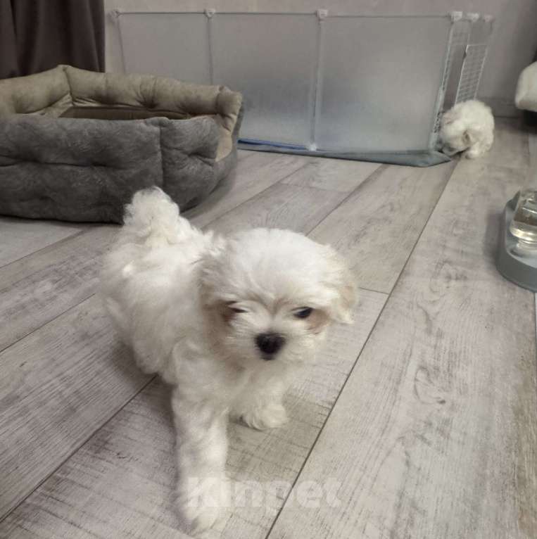 Собаки в Новом Осколе: Мальтийская болонка ( мини) мальчики  Мальчик, 35 000 руб. - фото 3