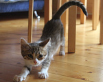 Кошки в Уфе: Котенок в добрые руки Девочка, Бесплатно - фото 1