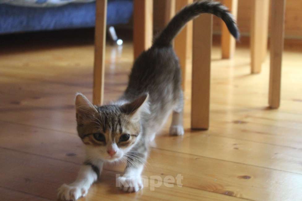 Кошки в Уфе: Котенок в добрые руки Девочка, Бесплатно - фото 1