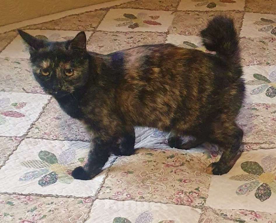 Кошки в Пушкино: Курильский бобтейл, девочка Девочка, 10 000 руб. - фото 1