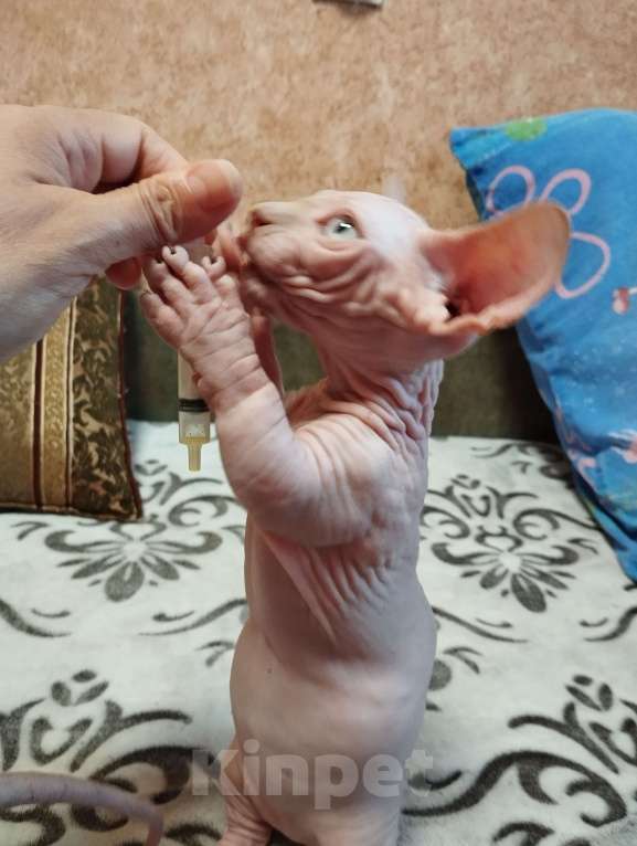 Кошки в Тутаеве: Бамбино мальчик Мальчик, Бесплатно - фото 3