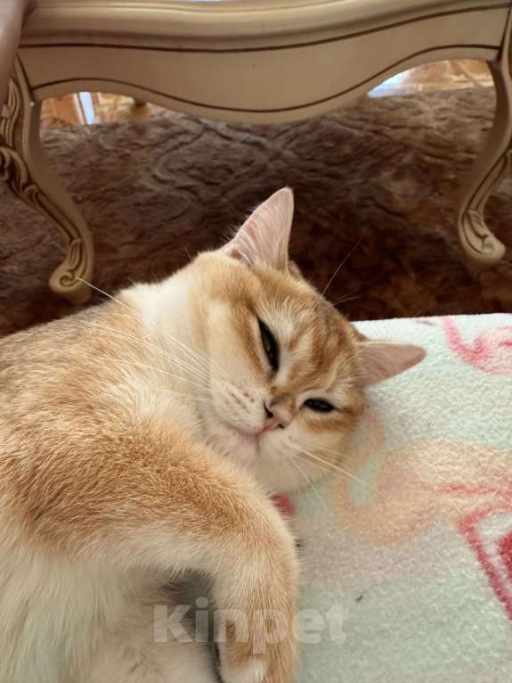 Кошки в Сочи: Британский котенок золотая шиншилла  Девочка, 15 000 руб. - фото 4