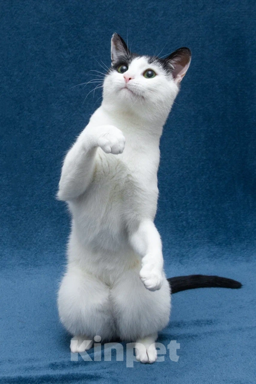 Кошки в Москве: Зеленоглазый кот в добрые руки Мальчик, 10 руб. - фото 3