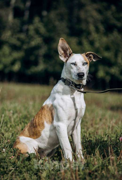 Собаки в Москве: Блондин с голубыми глазами Мальчик, Бесплатно - фото 4