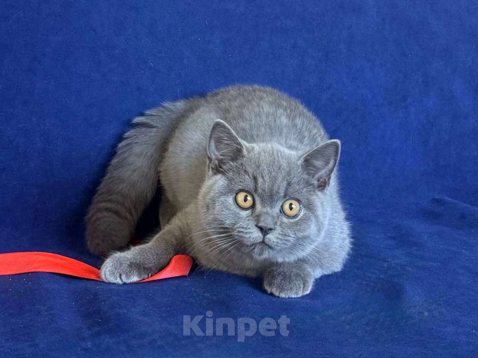 Кошки в Челябинске: Британский котенок с родословной Мальчик, Бесплатно - фото 3