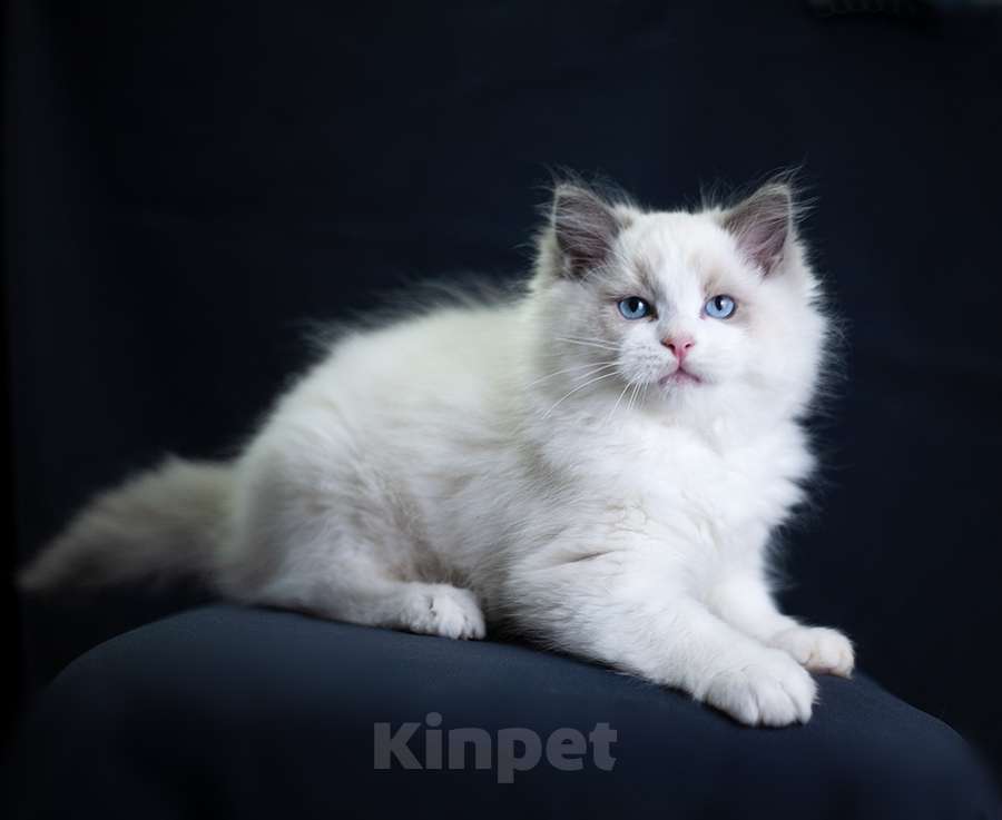 Кошки в Санкт-Петербурге: рэгдолл Мальчик, 90 000 руб. - фото 3