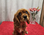 Собаки в Красногорске: Рыжий красавец  Мальчик, 30 000 руб. - фото 3