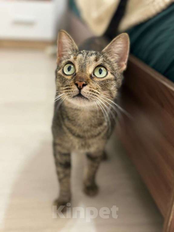 Кошки в Москве: Молодая кошечка Анфисочка ищет добрые ручки Девочка, Бесплатно - фото 6