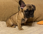 Собаки в Санкт-Петербурге: Очаровательная девочка французского бульдога  Девочка, 45 000 руб. - фото 3