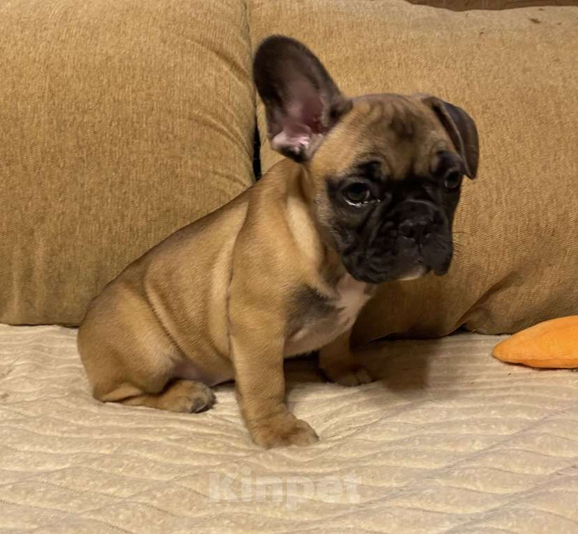 Собаки в Санкт-Петербурге: Очаровательная девочка французского бульдога  Девочка, 45 000 руб. - фото 3