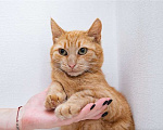 Кошки в Москве: Рыжая кошка Мишаня в добрые руки. Девочка, 1 руб. - фото 8