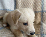 Собаки в Щелково: Щенки 1 месяц с прививками  Мальчик, 1 руб. - фото 12