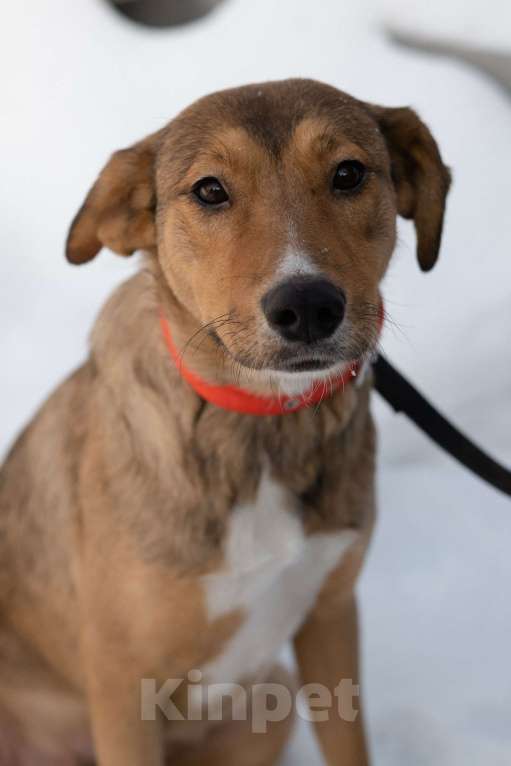 Собаки в Москве: Карамель ждет хозяев Девочка, Бесплатно - фото 6