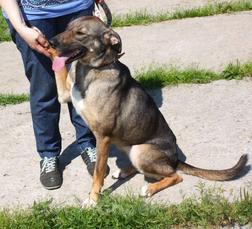 Собаки в Москве: Ласковая, добрая, жизнерадостная, умненькая собака Стеша ищет дом и семью  Девочка, Бесплатно - фото 6