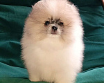 Собаки в Москве: Померанский шпиц мини мальчик Мальчик, 25 000 руб. - фото 2