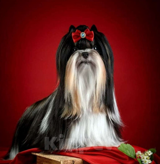 Собаки в Москве: Девочка Бивер Девочка, 265 000 руб. - фото 10