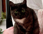 Кошки в Москве: Дымчатая британка Варя ищет дом Девочка, Бесплатно - фото 6