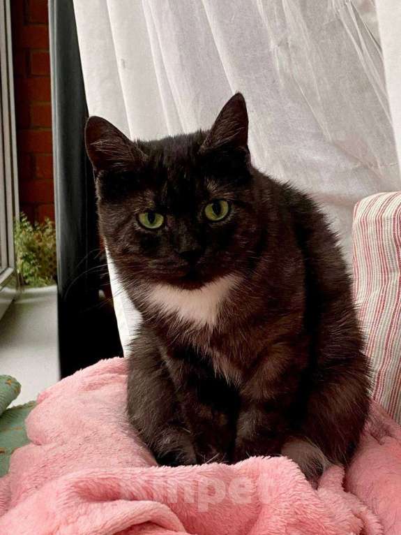 Кошки в Москве: Дымчатая британка Варя ищет дом Девочка, Бесплатно - фото 6