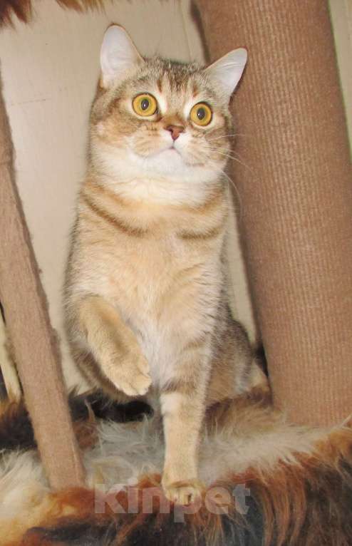 Кошки в Санкт-Петербурге: шотландские кошечки и котик Девочка, Бесплатно - фото 5