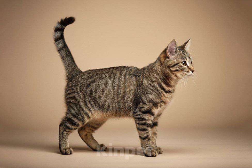 Кошки в Москве: котенок Корнишон ищет дом Мальчик, Бесплатно - фото 2