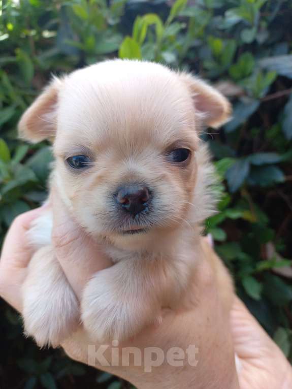 Собаки в Краснодаре: Щенки чихуахуа Девочка, Бесплатно - фото 10