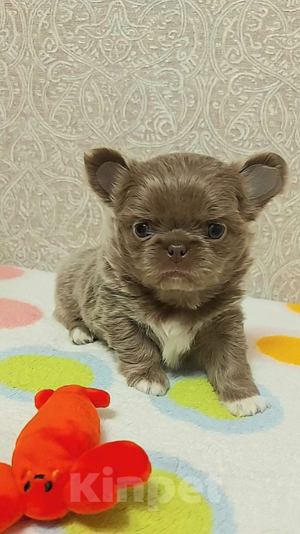 Собаки в Новосибирске: Невероятная длинношерстная лиловая девочка! Девочка, Бесплатно - фото 1