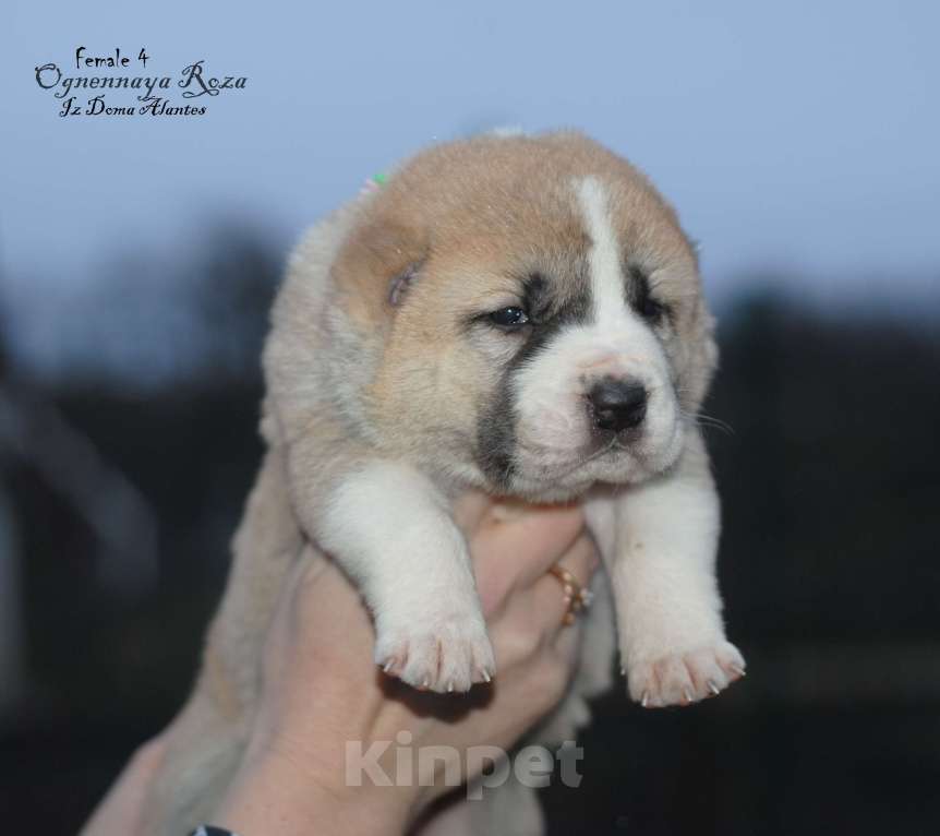 Собаки в Саратове: Щенок САО Девочка, Бесплатно - фото 1