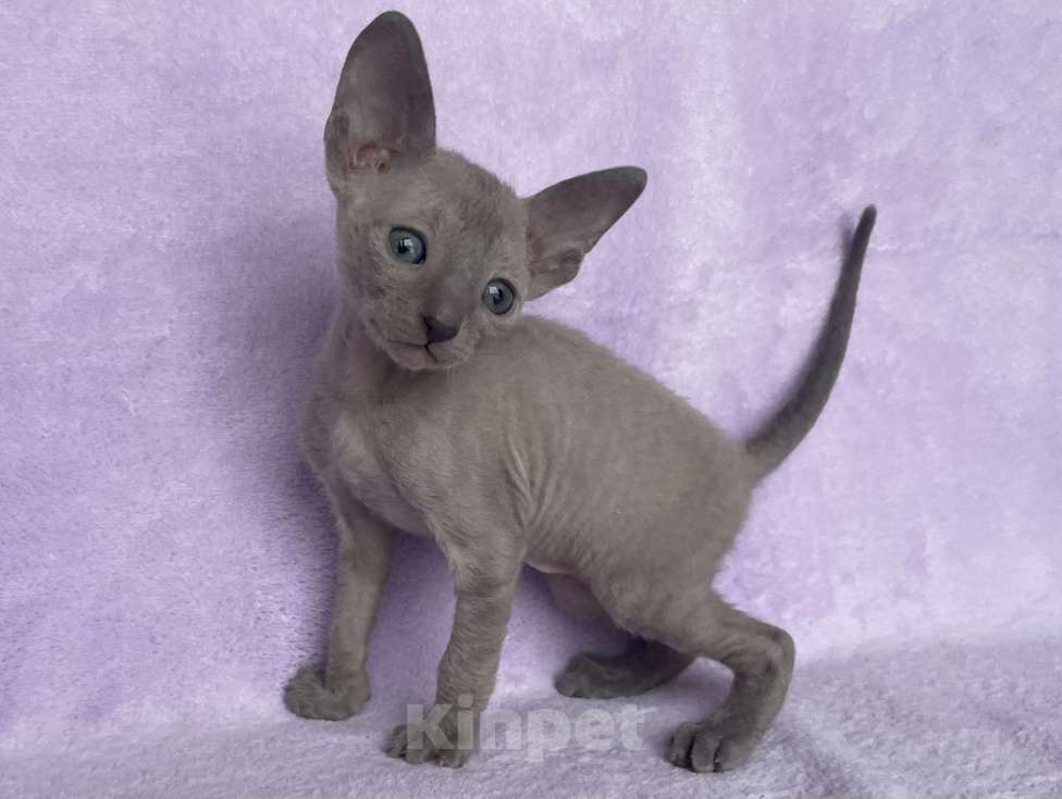 Кошки в Балашихе: Кошечка голубая минковая из московского питомника  Девочка, 70 000 руб. - фото 3