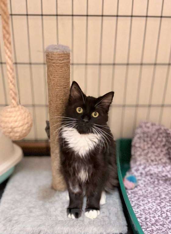 Кошки в Москве: Красотка Гвоздичка Девочка, 1 руб. - фото 1