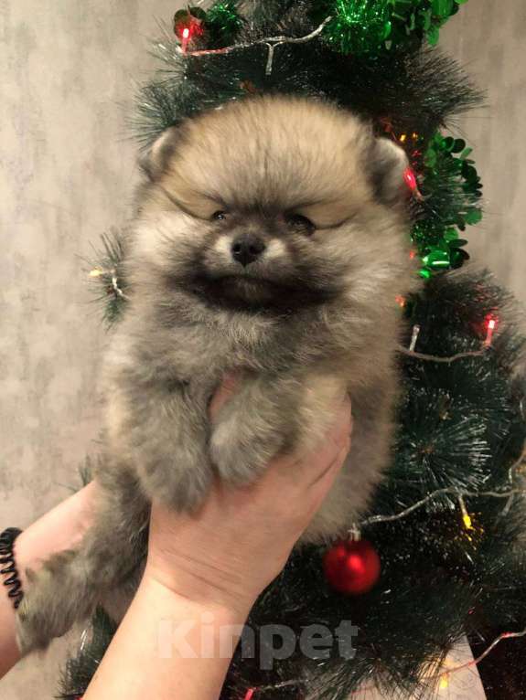 Собаки в Казани: Мини мишки Мальчик, 40 000 руб. - фото 1