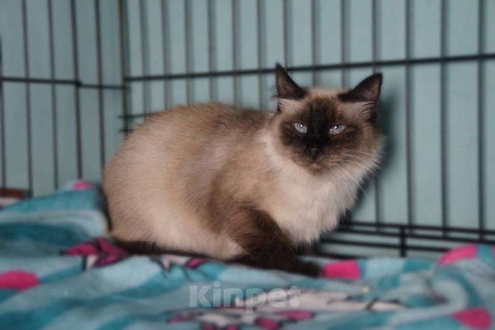 Кошки в Москве: Тайская кошка со сложной судьбой в дар заботливым людям Девочка, Бесплатно - фото 2