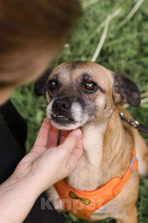 Собаки в Санкт-Петербурге: Миниатюрная собачка Виски ищет дом! Девочка, Бесплатно - фото 2