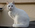 Кошки в Магнитогорске: Кот Мальчик, 200 руб. - фото 1