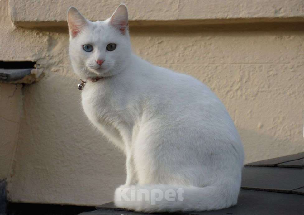 Кошки в Магнитогорске: Кот Мальчик, 200 руб. - фото 1