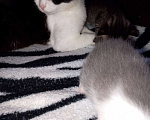Кошки в Фокино: Котята помесь с шотландской Девочка, Бесплатно - фото 4