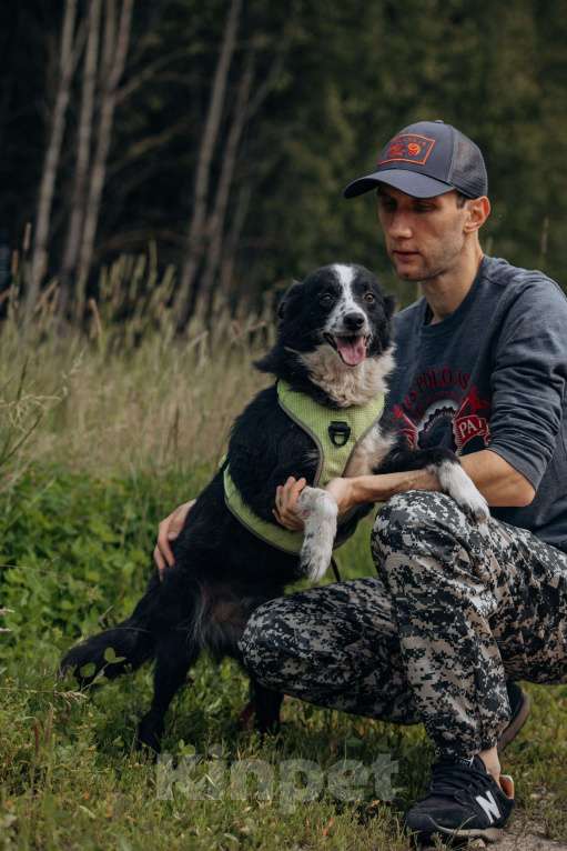 Собаки в Москве: Бордер колли, метис  в добрые руки. Девочка, Бесплатно - фото 6